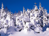Snow Covered Trees Image
