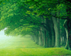 Forest Trees Clipart Image