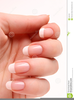 Hand Manicure Clipart Image