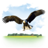 Animals Eagle Icon Image