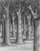 Forest Tree Sketch Image