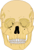 Human Skull Clip Art