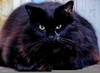 Obese Black Cat Image