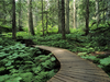 Forest Trail Wallpapers X Image