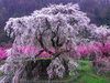 Cherry Tree Images Image