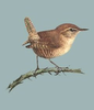 Bird Clipart Wallpapers Image