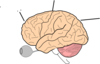 Brain Anatomy  Clip Art