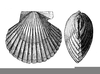 Vintage Sea Shells Clipart Image