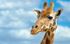 Baby Giraffes Wallpaper Image
