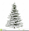 Christmas Tree With Snow Clipart Image