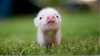 Baby Piglet Wallpaper Image