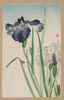 Irises Image