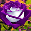Color Rose Image
