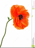 Red Poppy Clipart Image