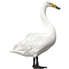 Swan Clipart Free Image