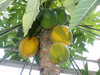 Papaya Tree Images Image