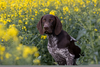 Clipart Images Of Pointer Dogs Image