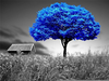 Blue Trees Wallpaper Image