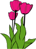 Tulips In Bloom Clip Art