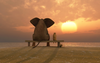 Funny Friends Beach Elephant Dog Sunset Hd Wallpaper Image