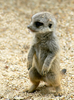 Meerkat Image