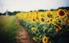 Sunflower Fields Tumblr Image