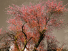 Cherry Blossom Trees On My Street 2014 Image