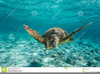 Loggerhead Sea Turtle Clipart Image