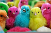 Rainbow Colored Chickens Image