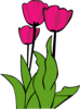 Tulipsi Image