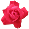 Red Rose Transparent Isolated Image