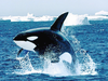 Shamu Killer Whale Image