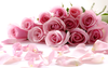 Pink Flower Wallpaper Image
