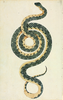 Snakeopenart Image