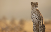 Cheetah Face Wallpaper Image