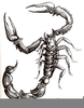 Scorpion Tattoo Drawings Image