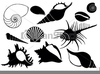 Clipart Free Sea Shell Image