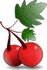 Cherries Fruit Clip Art