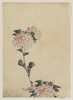 [pink Flower Blossoms On Low Stalk And Two On A Tall Stalk] Image