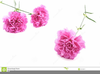 Pink Carnations Clipart Image