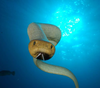 Olive Sea Snake Image