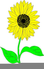 Clipart Sunflower Pictures Image