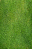Grass Image