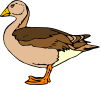 Duck Clip Art