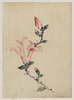 [large Pink Blossom On A Stem With Three Additional Buds] Image