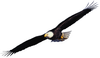 Flying Eagle Clip Art Ztcy F Clipart Image