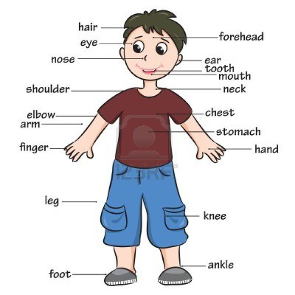 Preschool Clipart Body Parts | Free Images at Clker.com - vector clip art  online, royalty free & public domain