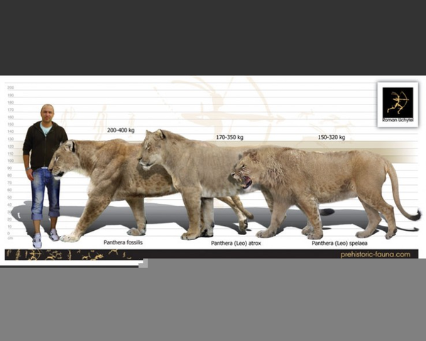 Cave Lion Size | Free Images at Clker.com - vector clip art online, royalty  free & public domain