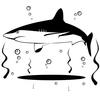 Shark Vector X Image