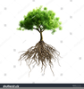Tree Root Clipart Image